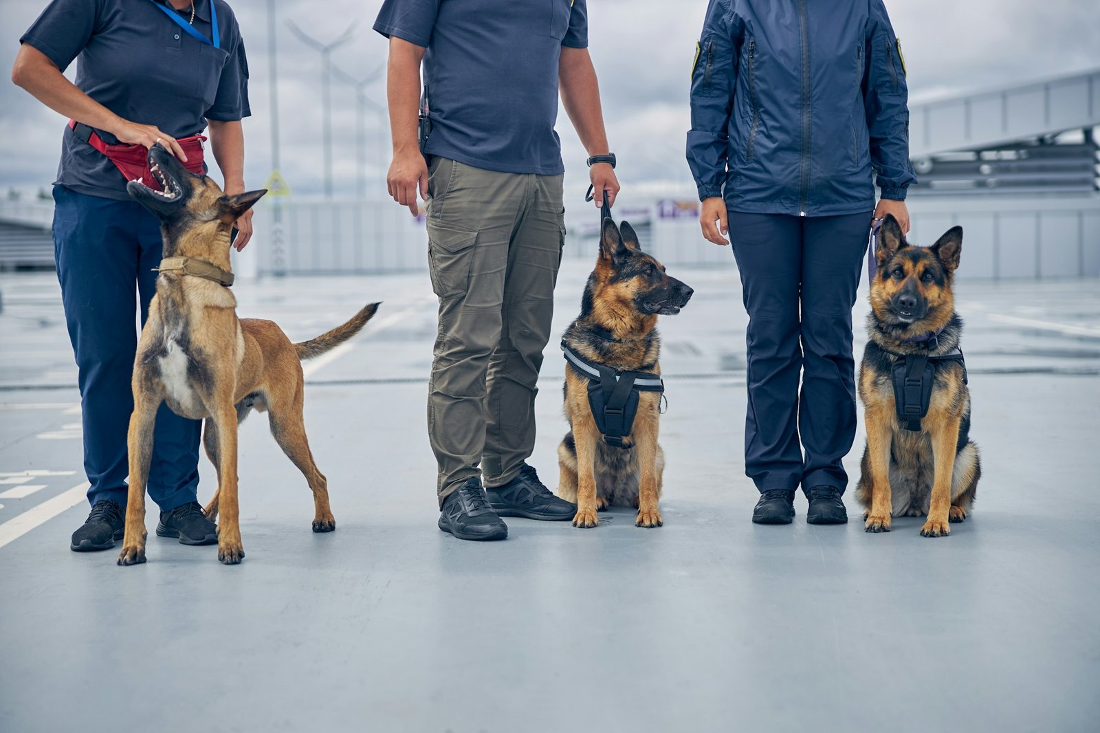 46d5a-dog-handling-service.jpg
