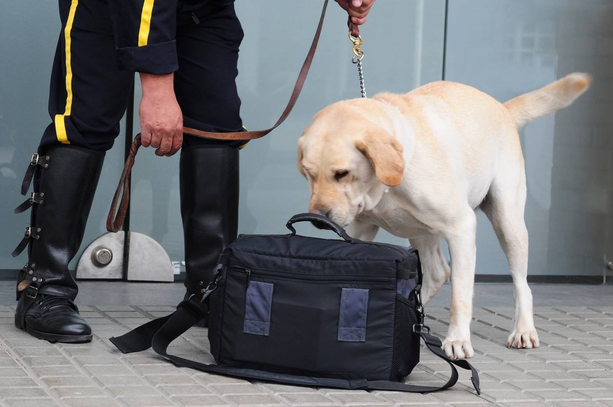 8b8b6-dog-handling-services.jpg